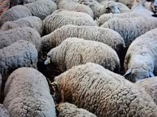 كبش, Merino sheep — هنغاريا