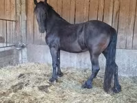 Madyan, Friesian — foto 3