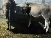 सांड, मवेशी — फ़ोटो 4