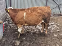 Bulle, Simmental cattle — Foto 2