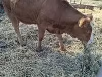 Vaca, Vaca Limousin — foto 2