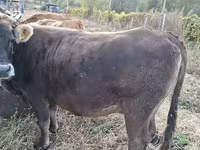 母牛, Cattle — 照片 5