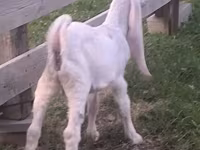 Kozel, Gulabi goats — foto 2