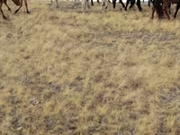 Caballos (lote, sexo no especificado), Caballos — foto 7