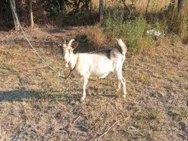 Nőstény kecske, Nigerian dwarf goats