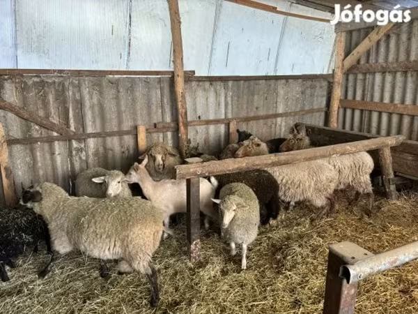 Carnero, Merino sheep