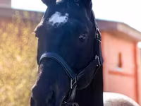 Cavalo, Thoroughbred horse — foto 2