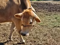 بقرة, Simmental cattle — الصورة 2
