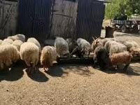 公羊, Racka sheep — 照片 7