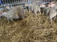 Schaf, Charollais sheep — Foto 2