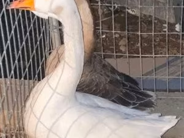 Geese — Węgry