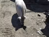नर सूअर — फ़ोटो 2