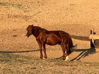 فرس, Mugalzhar horse — الصورة 5