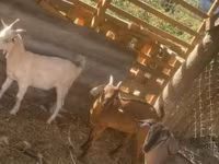 Goat, Goats — photo 1