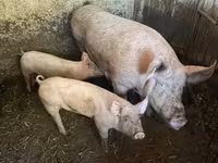 Pigs (batch, sex not specified), Крупная белая — photo 2