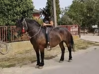 母马, Hungarian horse breed — 照片 7