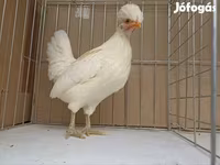 Chickens — foto 3