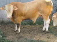 Bull, Blonde d’Aquitane cattle — photo 5