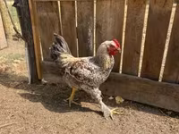 Chickens — Foto 1