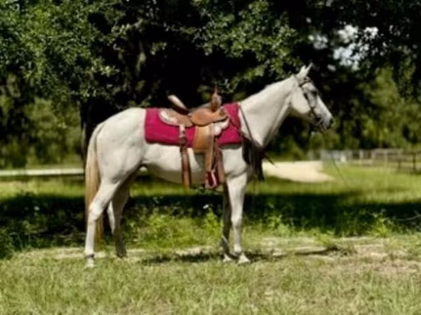 घोड़ी, Quarter Horse