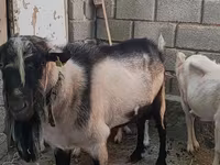 Bak, Alpine goat — 2. fotó