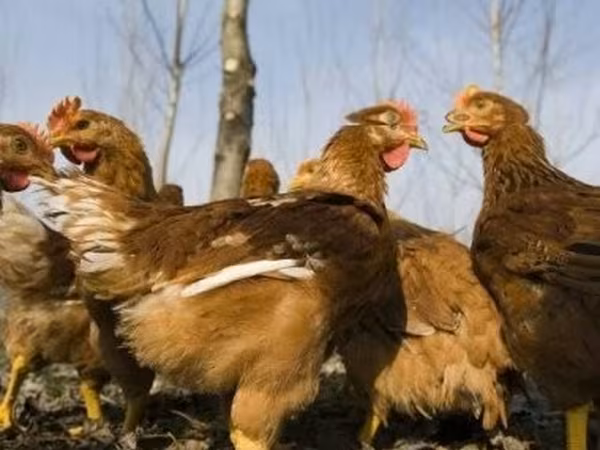 Chickens — Ungarn