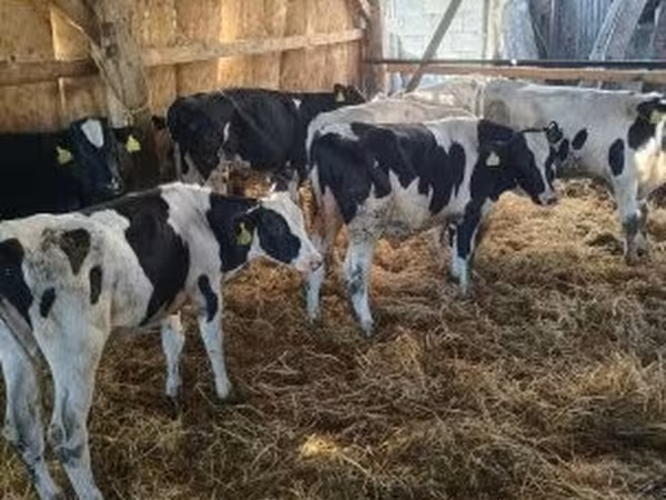 Bull, Holstein breed — Hungary