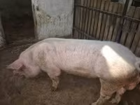 公猪, Pigs — 照片 2