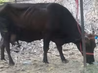 गाय, मवेशी — फ़ोटो 1