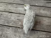 Quails — 照片 2