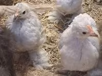Pekin Bantam — foto 2