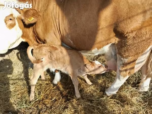 Bika, Limousin tehén
