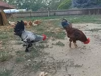 Chickens — 1-сурет