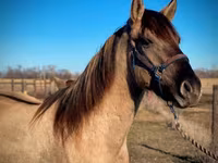 Hing, Rocky Mountain Horse — 8. fotó