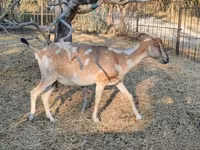 Goat, Nubian Goat — photo 4