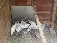 Guinea fowl — Foto 4