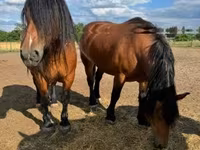 母马, Horses — 照片 2