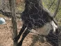 Bak, Pomellata goat — 3. fotó