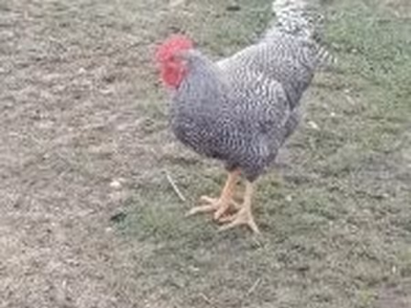 Chickens — Ungarn