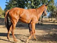 Kanca, Arabian horse — 1. fotó