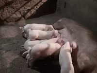 Boar, Pigs — photo 3