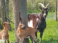 Goat, Goats — photo 2