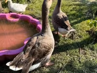 Geese — फ़ोटो 4