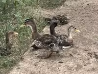 Ducks — 照片 2