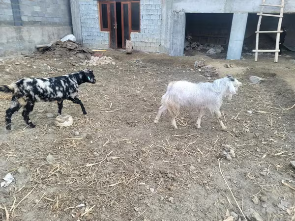 Kecskék (tétel, nem megadva), Kecskék