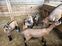 公山羊, Alpine goat — 照片 3