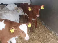 Taureau, Simmental cattle — photo 4