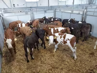 Tehén, Russian Black pied cattle — 1. fotó