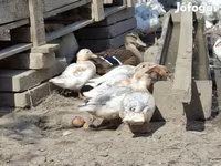 Ducks — फ़ोटो 2