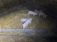 Boar, Pigs — photo 4